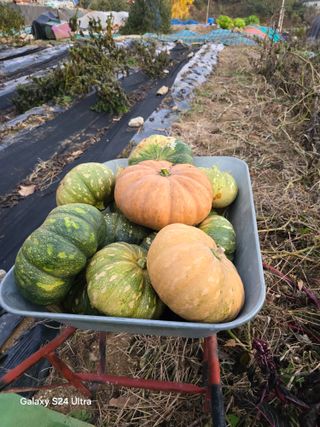 소병찬님의 들깨 · 영농일지 작성글 사진