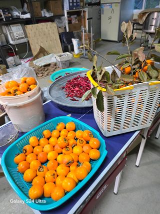 소병찬님의 들깨 · 영농일지 작성글 사진