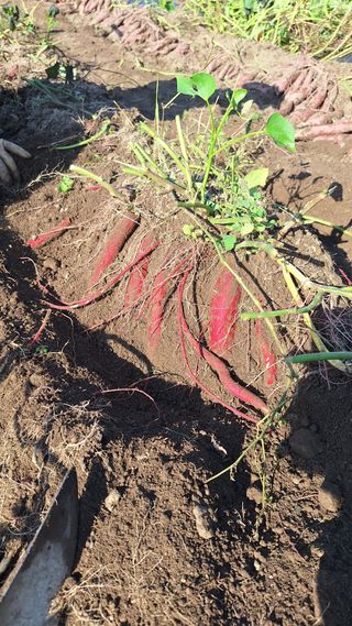오남현님의 자유주제 · 자유게시판 작성글 사진