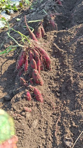 오남현님의 자유주제 · 자유게시판 작성글 사진