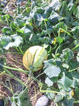 팜모닝 농사경력 최고의 순간을 알려주세요.·참여글 게시글 이미지