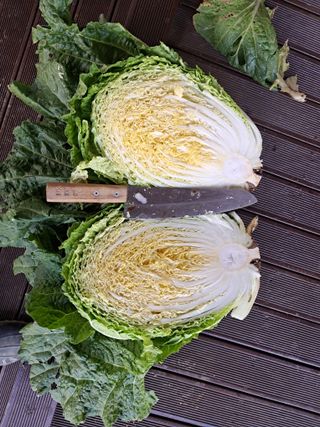 천년의사랑님의 농사경력 최고의 순간을 알려주세요. · 참여글 작성글 사진