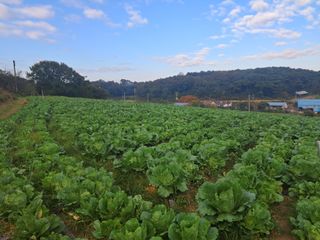 천년의사랑님의 농사경력 최고의 순간을 알려주세요. · 참여글 작성글 사진