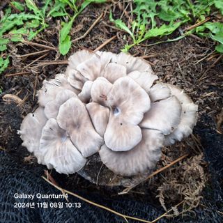 (복조리농장)김찬두님의 농사경력 최고의 순간을 알려주세요.·참여글 작성글 사진