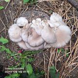 (복조리농장)김찬두님의 농사경력 최고의 순간을 알려주세요.·참여글 작성글 사진