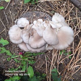 (복조리농장)김찬두님의 농사경력 최고의 순간을 알려주세요. · 참여글 작성글 사진