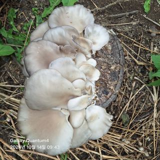 (복조리농장)김찬두님의 농사경력 최고의 순간을 알려주세요. · 참여글 작성글 사진