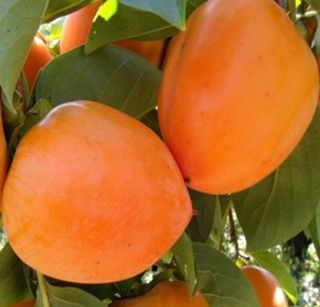 믿고사는농원-송미경님의 자유주제 · 자유게시판 작성글 사진