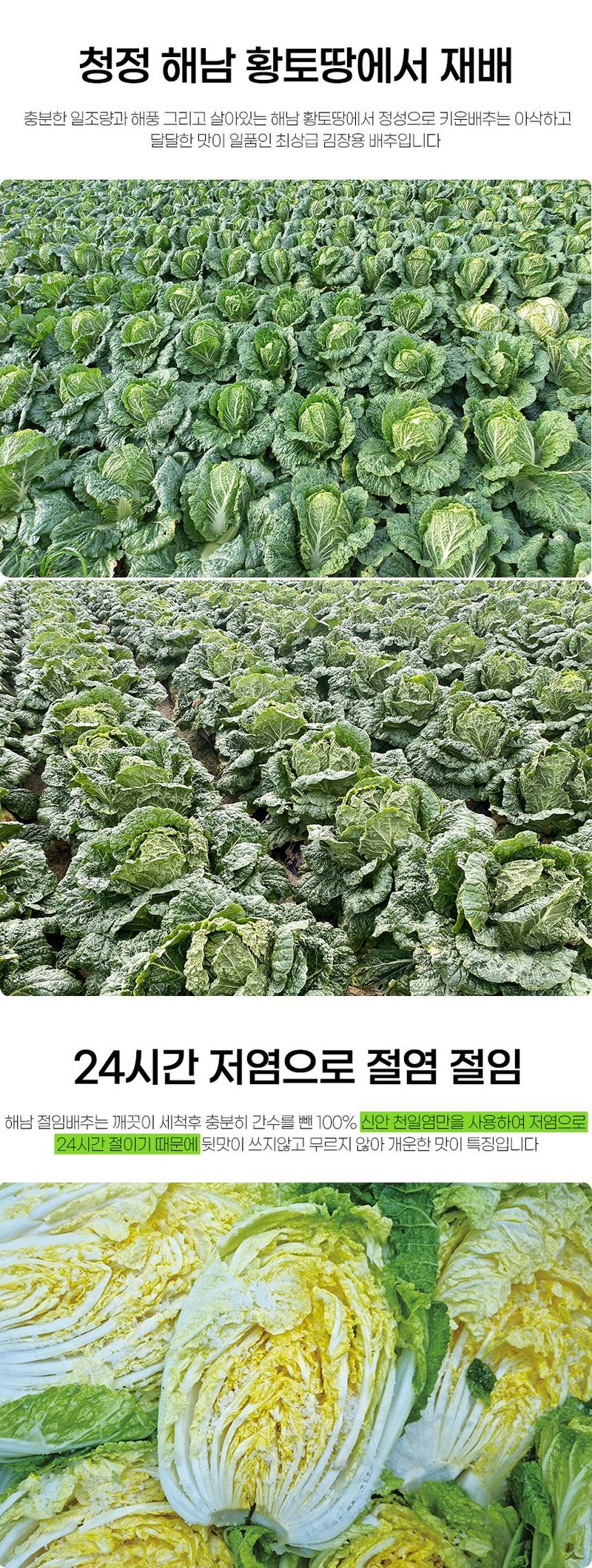 초록미소 금호농장님의 장터 판매 상품 [[품절] 해남 절임배추 90일 재배 24시간 신안 천일염 저염 절인배추 20kg] 첨부 사진