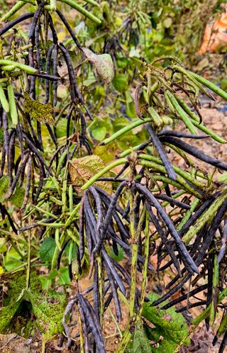 김영래큰집참농장한우님의 기타작물 · 영농일지 작성글 사진