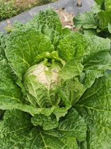 팜모닝 배추·병해충상담 게시글 이미지