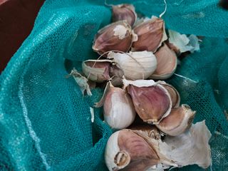 채경희님의 마늘 · 영농일지 작성글 사진