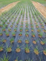 팜모닝 자유주제·사진전 게시글 이미지