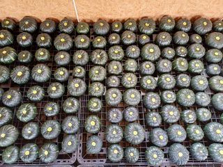 현순호님의 호박 · 영농일지 작성글 사진