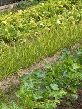 팜모닝 파·병해충상담 게시글 이미지