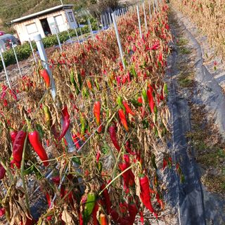 오화순님의 자유주제 · 자유게시판 작성글 사진