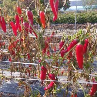 오화순님의 자유주제 · 자유게시판 작성글 사진