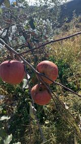 팜모닝 사과·영농일지 게시글 이미지