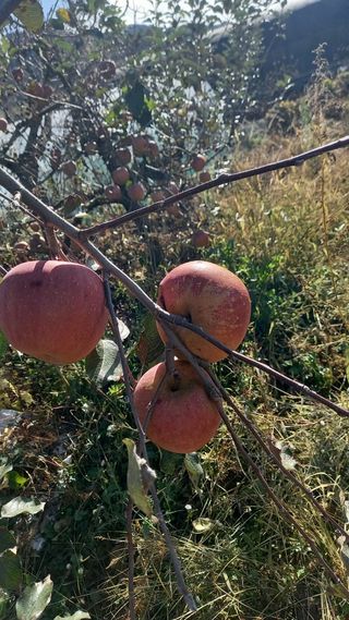 최동식님의 사과 · 영농일지 작성글 사진