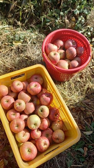 최동식님의 사과 · 영농일지 작성글 사진