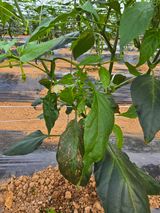 팜모닝 자유주제·자유게시판 게시글 이미지