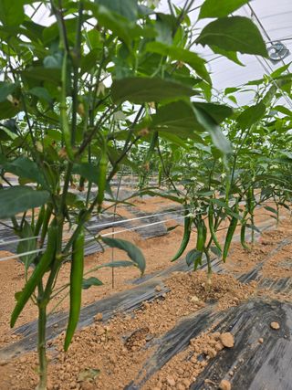 나주 박정화님의 자유주제 · 자유게시판 작성글 사진