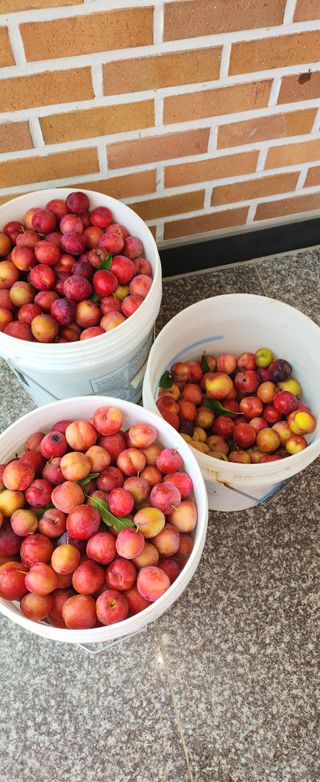 덕포킴님의 농사경력 최고의 순간을 알려주세요. · 참여글 작성글 사진