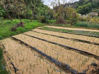 조정권님의 마늘 · 영농일지 작성글 사진