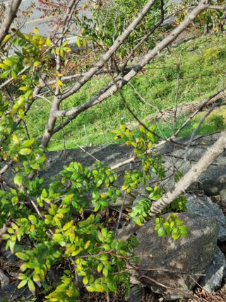 김용대님의 농사경력 최고의 순간을 알려주세요. · 참여글 작성글 사진