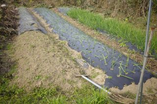 김영철님의 파 · 영농일지 작성글 사진