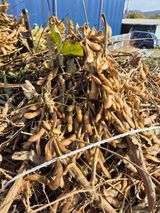 팜모닝 콩·영농일지 게시글 이미지