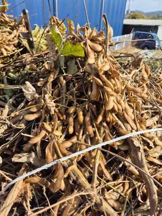 청년농부32살정재현님의 콩 · 영농일지 작성글 사진