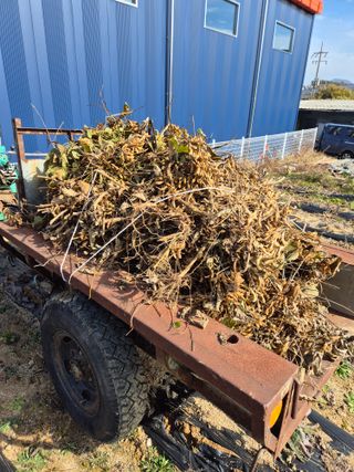 청년농부32살정재현님의 콩 · 영농일지 작성글 사진