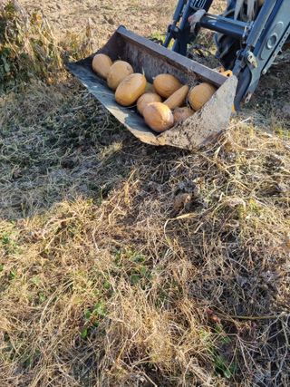 그린1505님의 호박 · 영농일지 작성글 사진