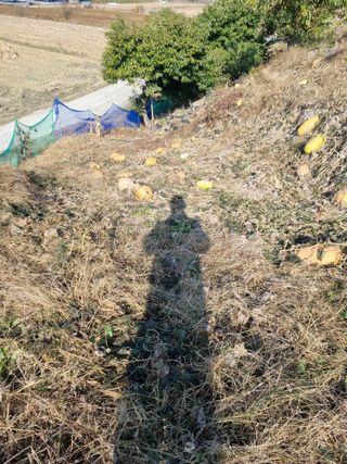 그린1505님의 호박 · 영농일지 작성글 사진