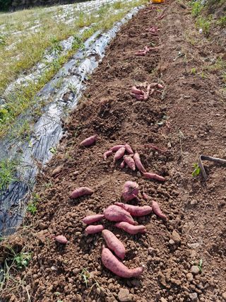 김영복님의 농사경력 최고의 순간을 알려주세요. · 참여글 작성글 사진