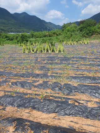 김영복님의 농사경력 최고의 순간을 알려주세요. · 참여글 작성글 사진
