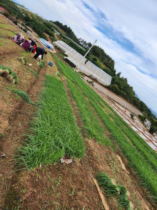 고흥거금도농부님의 양파 · 영농일지 작성글 사진