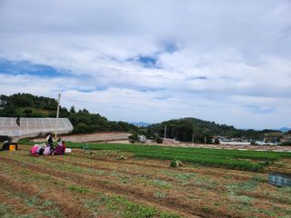고흥거금도농부님의 양파 · 영농일지 작성글 사진