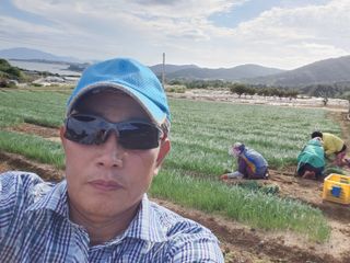 고흥거금도농부님의 양파 · 영농일지 작성글 사진