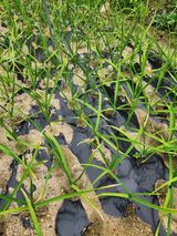 팜모닝 마늘·병해충상담 게시글 이미지