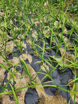 신화숙님의 마늘 · 병해충상담 작성글 사진