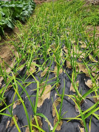 신화숙님의 마늘 · 병해충상담 작성글 사진