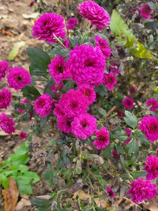 논산상월안정환님의 자유주제 · 자유게시판 작성글 사진