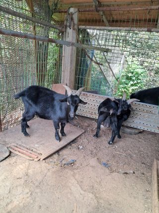 마평 농원님의 자유주제 · 자유게시판 작성글 사진