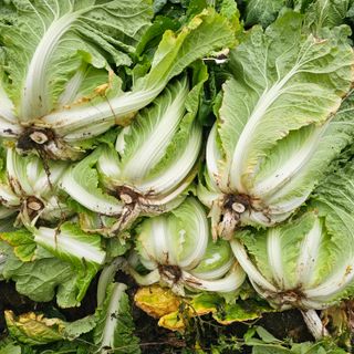 백용기님의 자유주제 · 자유게시판 작성글 사진