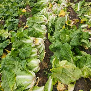 백용기님의 자유주제 · 자유게시판 작성글 사진