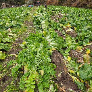백용기님의 자유주제 · 자유게시판 작성글 사진