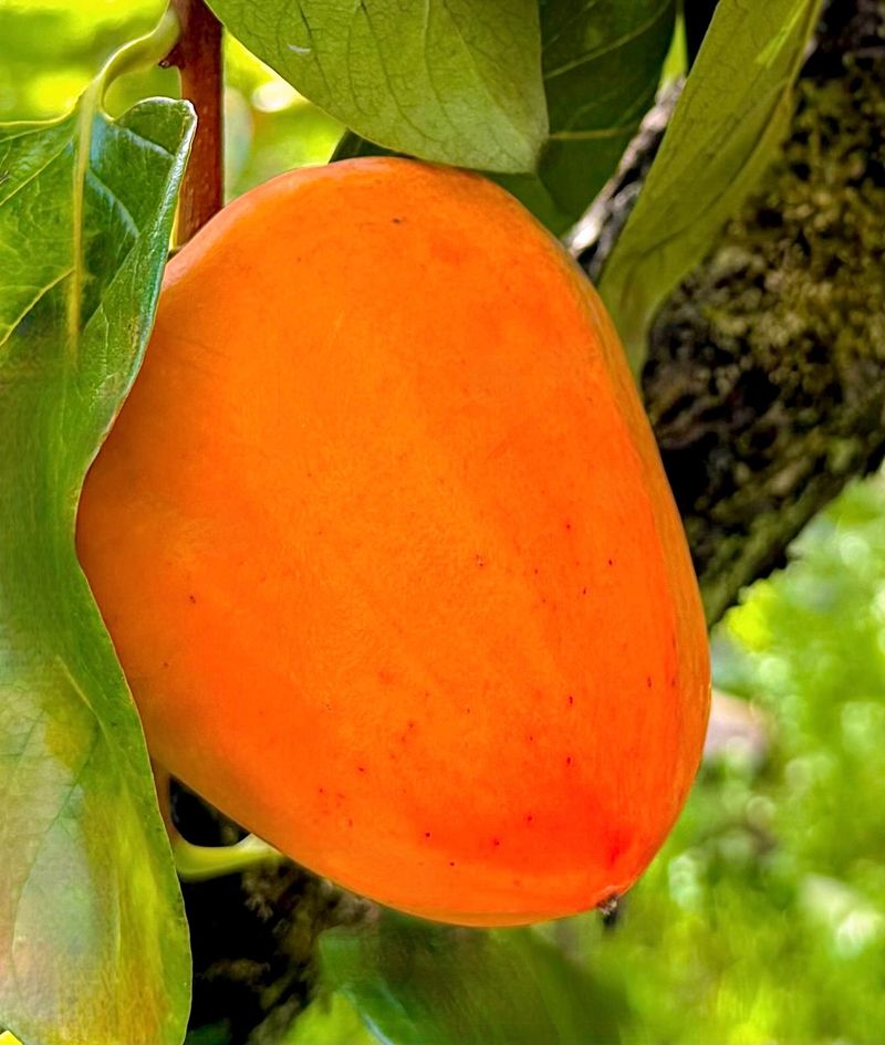 장터 상품 [[고당도] 꿀뚝뚝 광양 대봉감 ] 썸네일