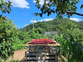 마평 농원님의 자유주제 · 자유게시판 작성글 사진